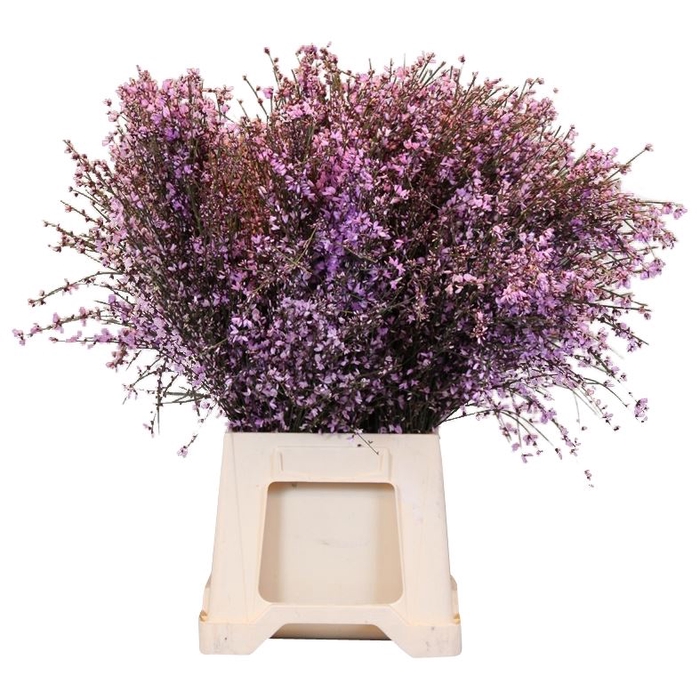 дрок красильный. гениста белая. гениста. дрок беловатый. гениста пинк.