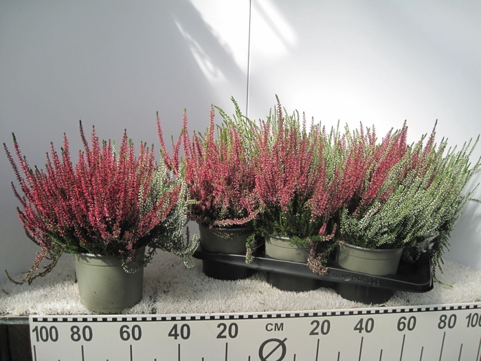 <h4>Calluna vulg. Garden Girls Twin Gir</h4>