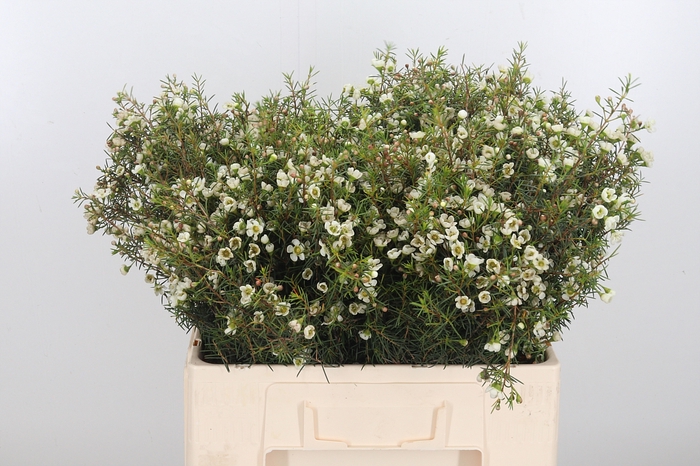 <h4>Chame Ivory Pearl</h4>