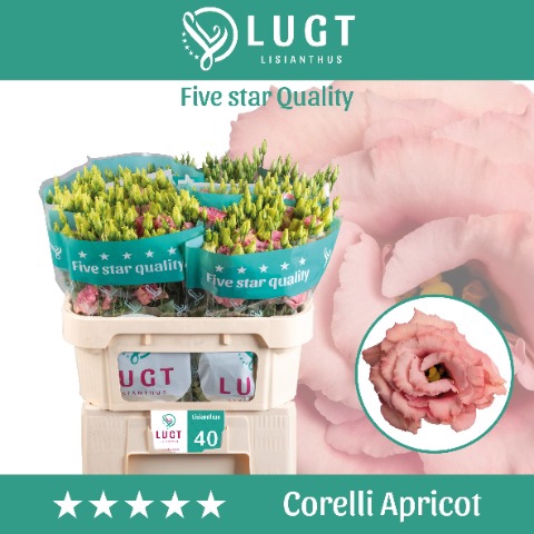 <h4>Eust. Corelli Apricot 998</h4>