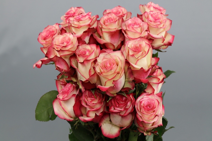 <h4>Rosa ec paloma</h4>