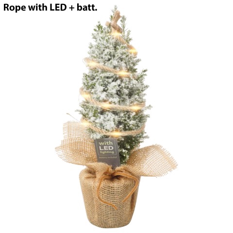 <h4>PTK23124 Chamaecyparis lawsoniana 'Ellwoodii'</h4>