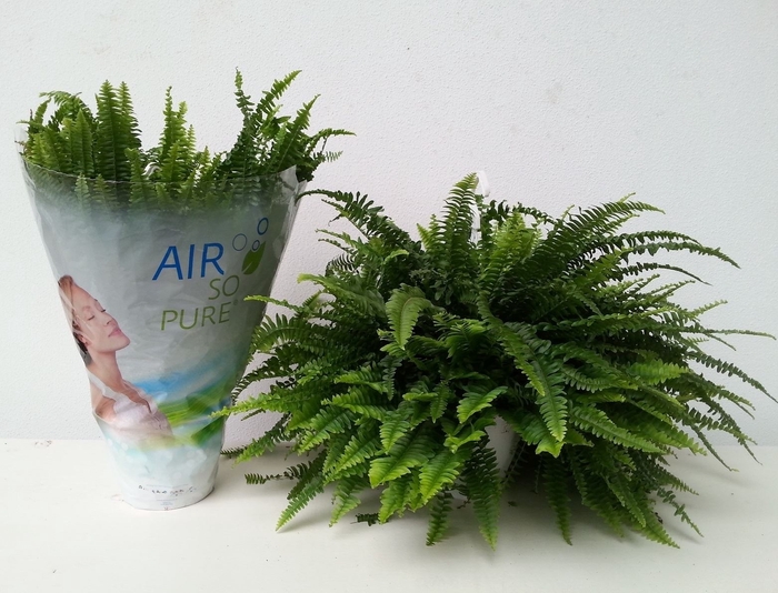 <h4>Nephrolepis Exal. 'green Lady'</h4>