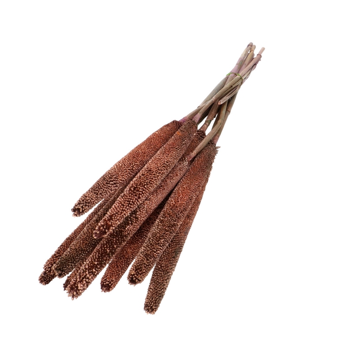 <h4>Dried flowers Bapala 65cm x10</h4>