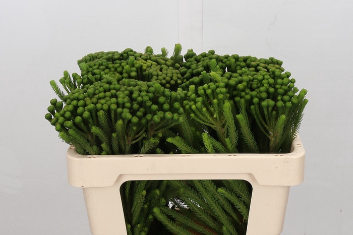 <h4>Cape green ayoba albiflora</h4>