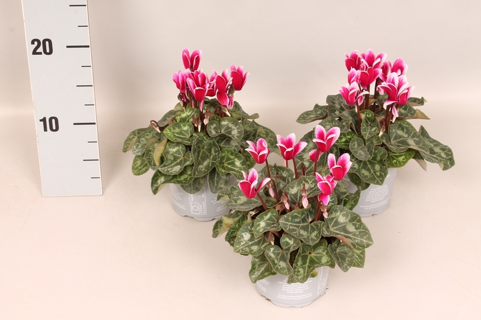 Cyclamen Super Serie Fuji Red