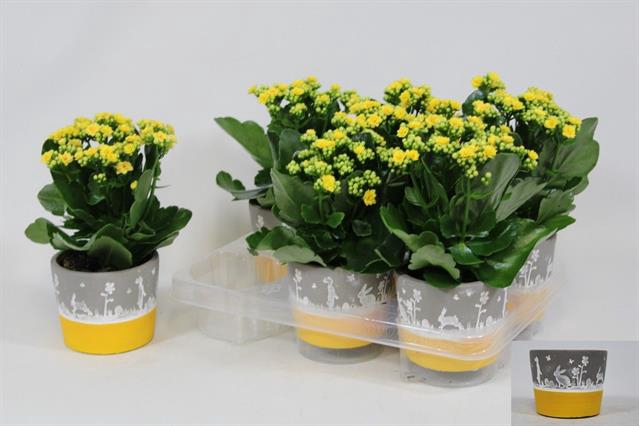 <h4>Arr Kalanchoe pot keramiek</h4>