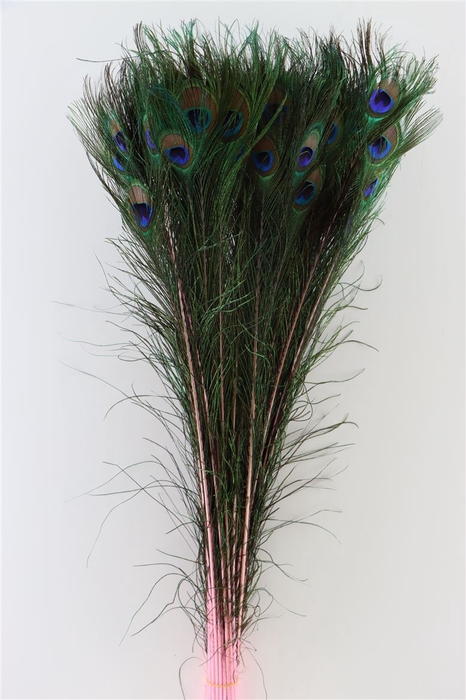<h4>Deco Stem Feather Peacock Natural/pink</h4>