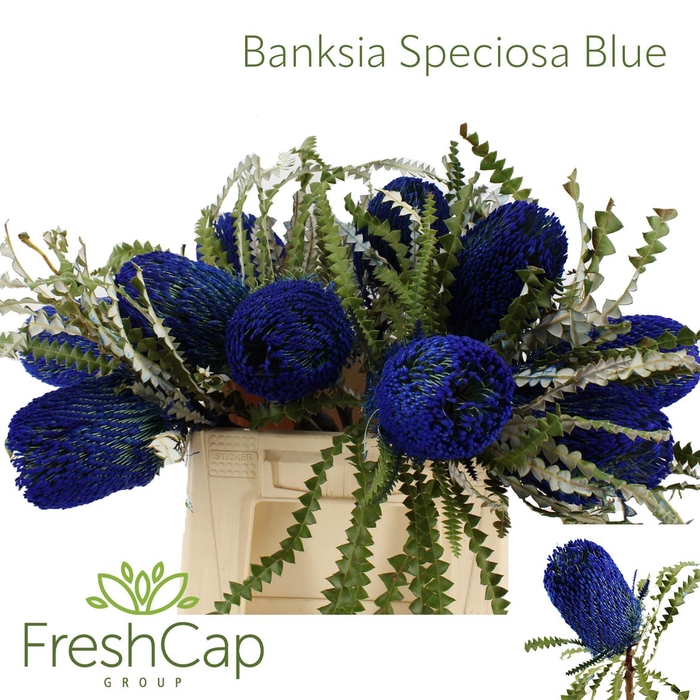 <h4>Banksia Speciosa Blue</h4>
