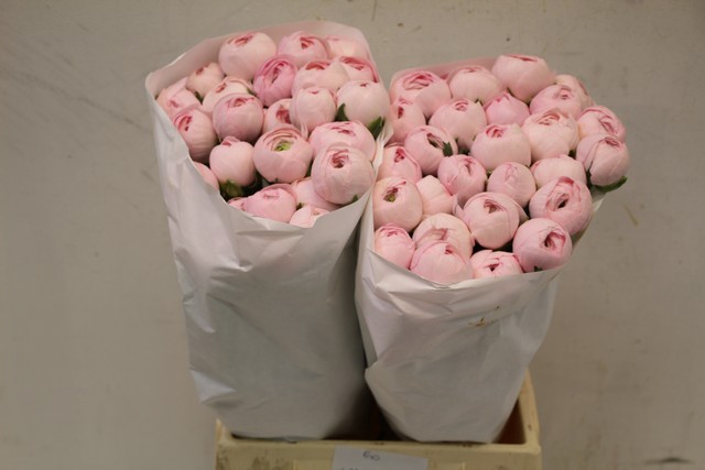 <h4>Ranunculus clooney lady</h4>