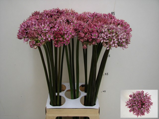 <h4>Allium pink jewel</h4>