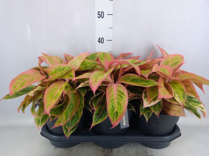 <h4>Aglaonema  'Salmon Fantasy'</h4>