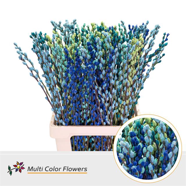 <h4>Salix paint pussy willow mix ocean</h4>
