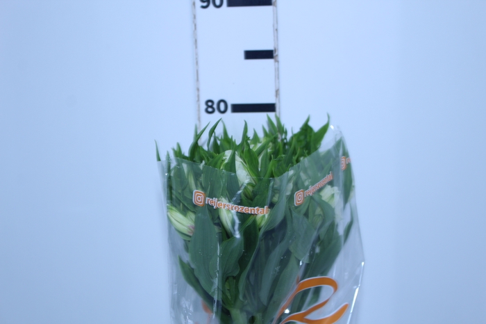 <h4>ALSTROEMERIA AVALANGE 080 CM</h4>
