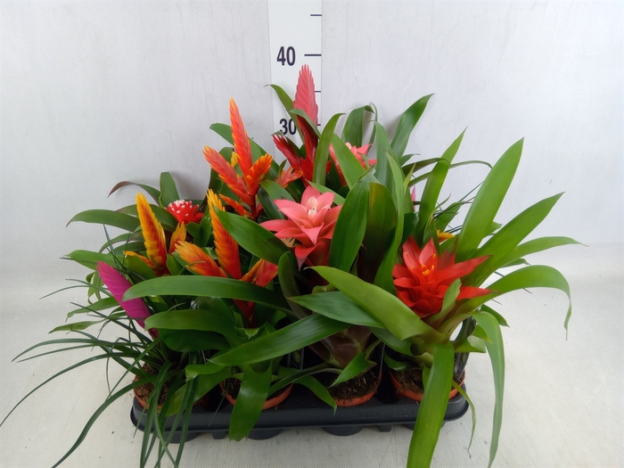 <h4>Bromelia   ...mix</h4>