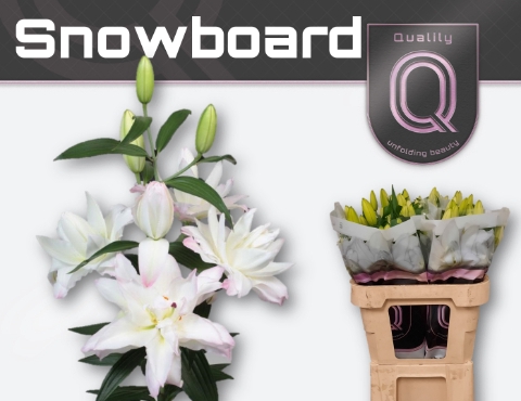 <h4>LI OR DU SNOWBOARD 3+</h4>