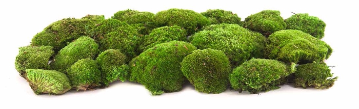 <h4>Pole moss green stabi</h4>