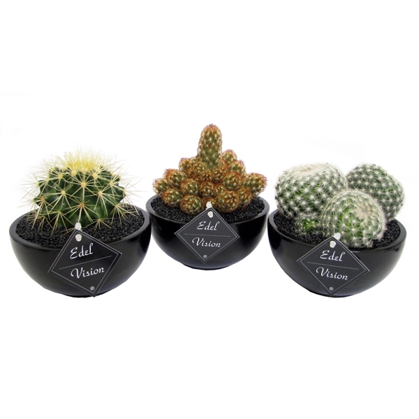<h4>Cactus zwarte schaal</h4>