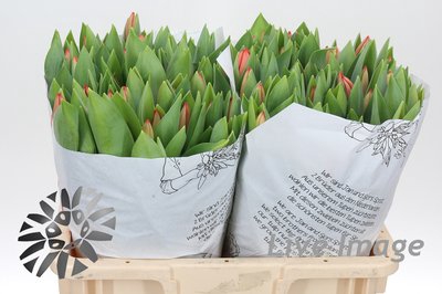 <h4>Tulipa si ad rem</h4>