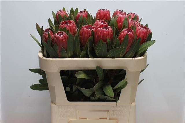 <h4>PROTEA RED ICE</h4>
