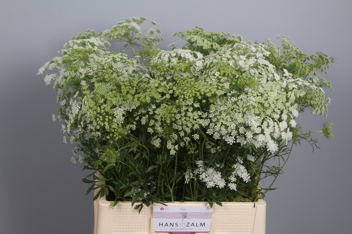 <h4>AMMI MAJUS</h4>