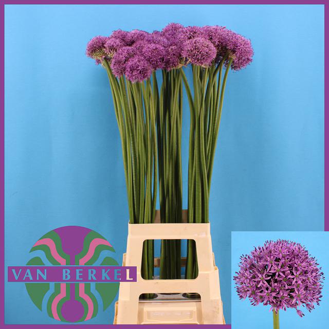 <h4>ALLIUM GLADIATOR</h4>