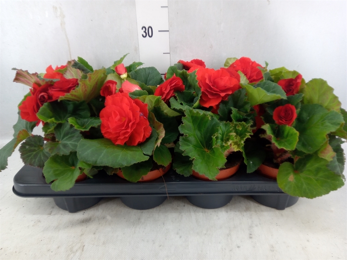 <h4>Begonia Tuber. 'fortune Scarletred'</h4>