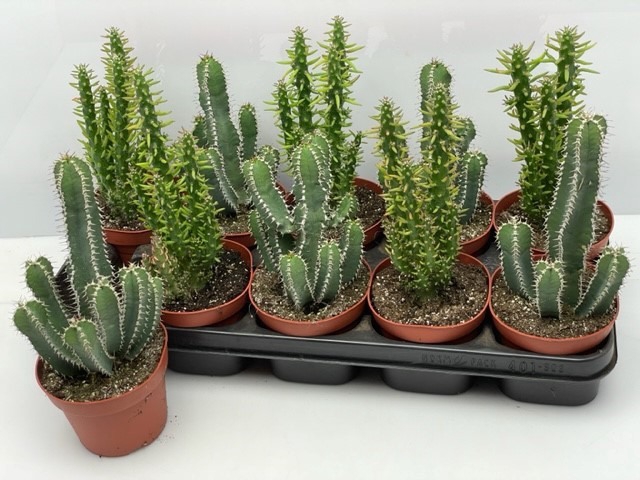 <h4>Cactus Gem</h4>