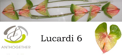 <h4>Anthurium lucardi</h4>
