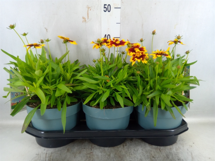 <h4>Coreopsis 'uptick Yellow Red'</h4>