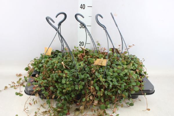 <h4>Peperomia 'pepperspot'</h4>