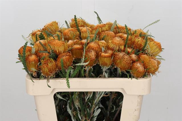 <h4>Banksia dryandra formosa</h4>