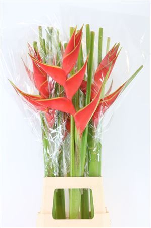 <h4>Hel Iris Red 90cm</h4>