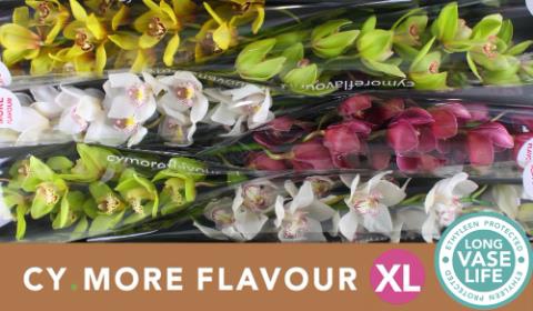 <h4>Cymbidium. mix</h4>