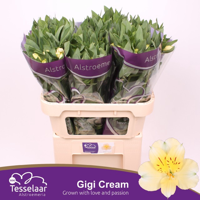 <h4>Alstr Gigi Cream</h4>