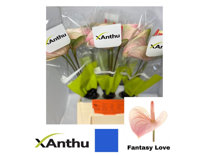 <h4>ANTH A FAN LOVE</h4>