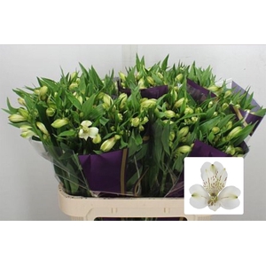 Alstr White Swan