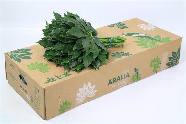 <h4>Leaf aralia per bunch (fatsia japonica)</h4>