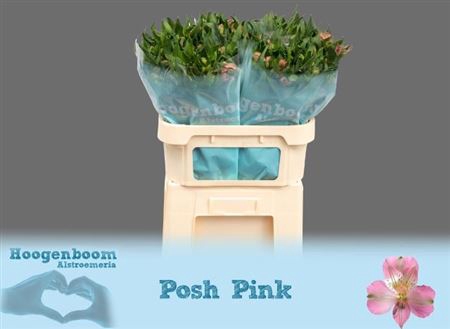 <h4>Alstr Posh Pink</h4>