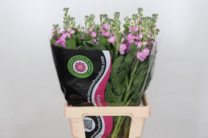 <h4>Matthiola iron pink</h4>