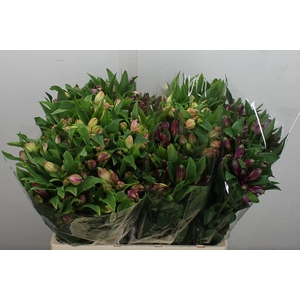 Alstr Gemengd In Fust 30gr