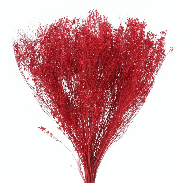 <h4>Dried Broom Bloom Red</h4>