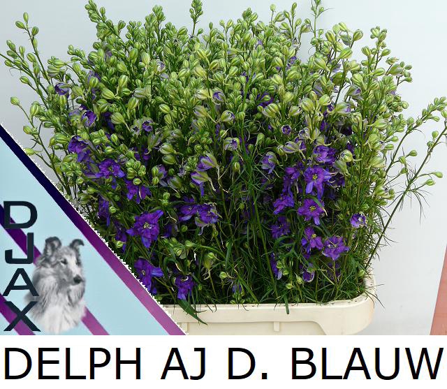 <h4>Delphinium la qis blue dark (consolida)</h4>