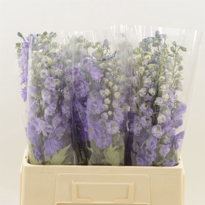 <h4>Delphinium el dev purple heart</h4>