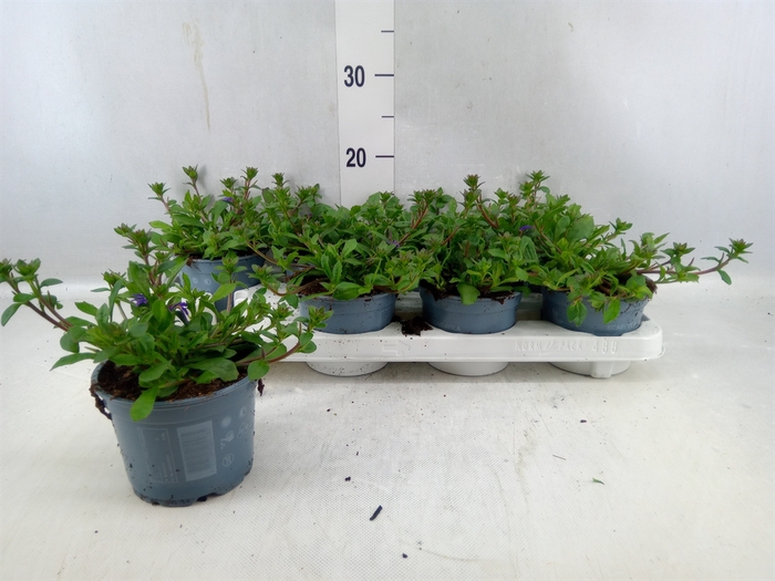 <h4>Scaevola Aemula 'blue Fan'</h4>