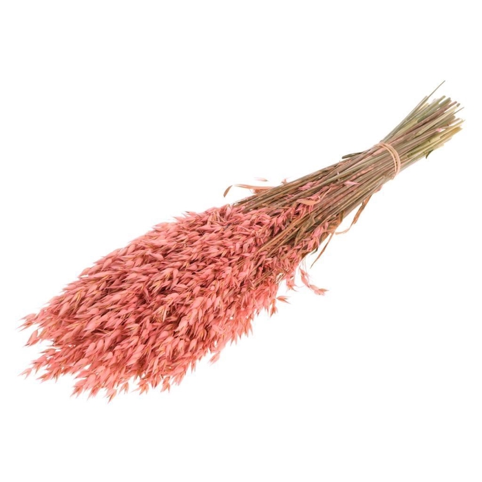 <h4>Haver (avena) sb pink</h4>