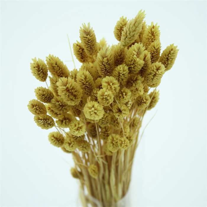 <h4>Dried Phalaris Yellow</h4>