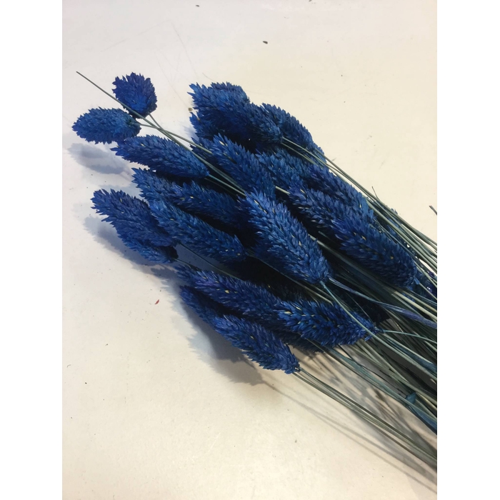 <h4>DRIED FLOWERS - PHALARIS BLUE</h4>