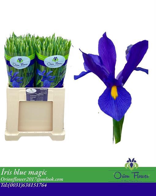 <h4>Iris blue magic</h4>