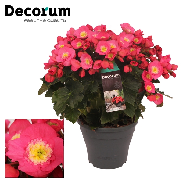 <h4>Begonia  BELOVE Rose 19cm  Outdoor</h4>